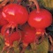 Intra-Chinese-Rose-Hips