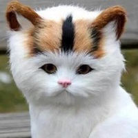 youthfulglowcat2